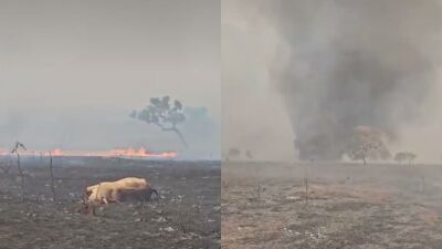 Imagem da notícia Incêndio devasta ao menos dez fazendas e mata animais em Paranaíba